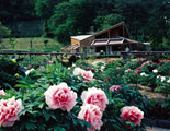 花と泉の公園