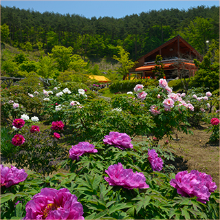 花と泉の公園　春まつり