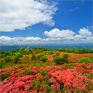 室根山つつじまつり