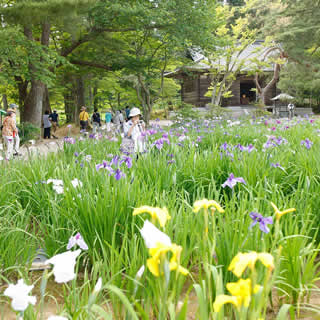 毛越寺あやめ祭り